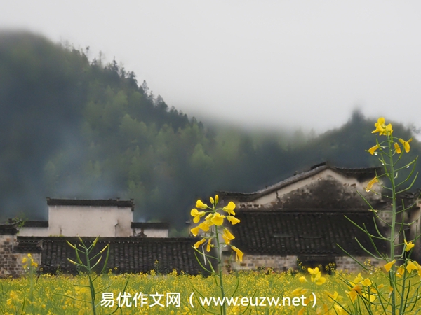 我家楼下的流浪猫