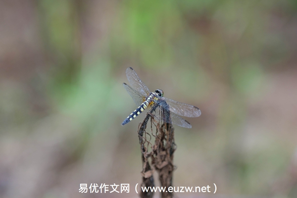 校门口的煎饼摊