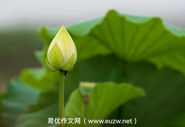 微光——2026年苏州中考语文作文预测与指导