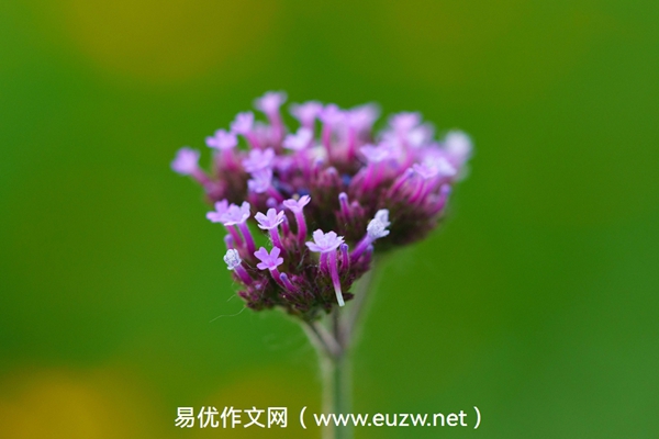 我与昆曲的故事——2026年苏州中考语文作文预测与指导