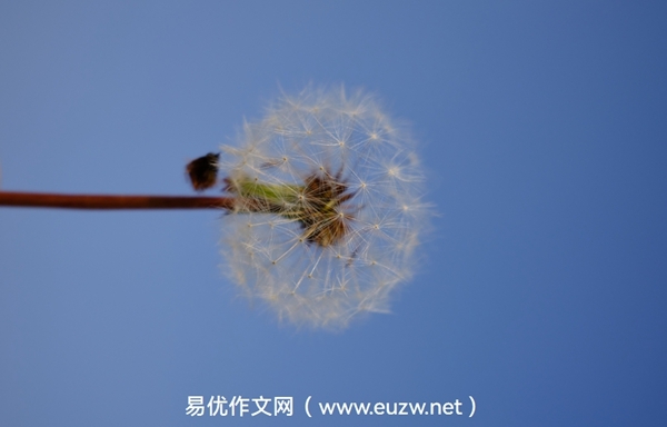 易优作文在线考试系统功能升级，易优语文在线测评系统功能升级